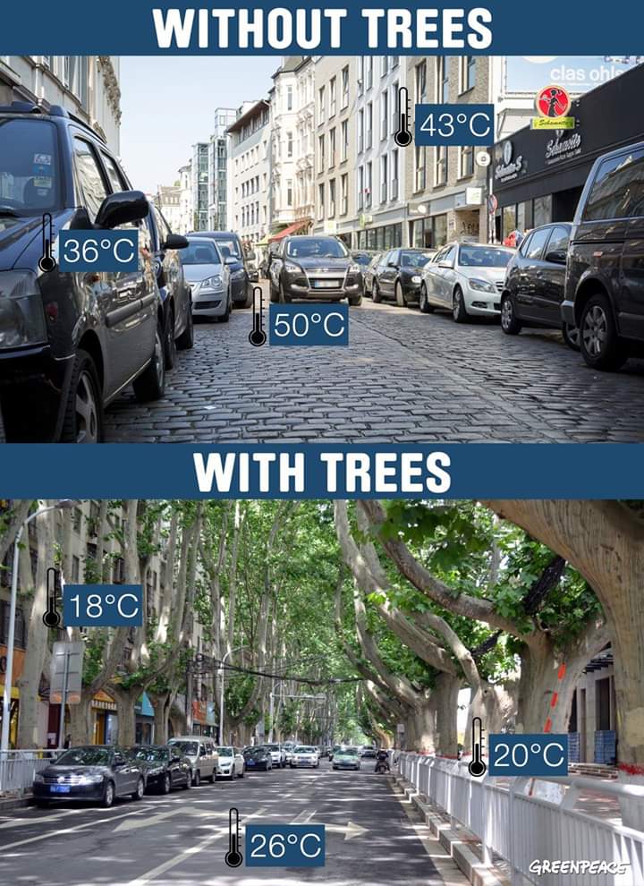 Trees Temprature